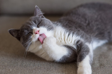 Cute British short-haired cat