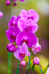 Close up of beautiful purple orchid branch on blurred background