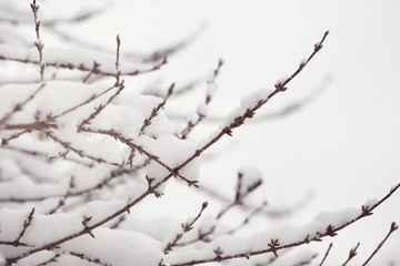 Winter time.Thin branches in the snow in soft light.Winter nature background.Winter mood.	