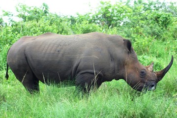 Fototapeta premium Reno 50