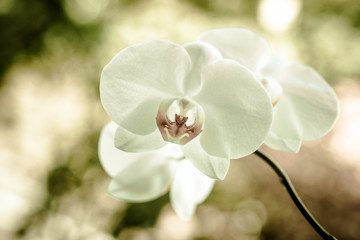 Fototapeta na wymiar Branch of a white orchid on a green natural background 