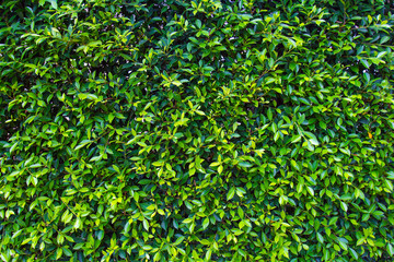 Green leaf background