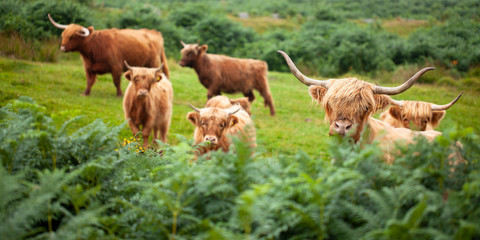 Vaca asomando la cabeza