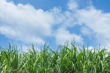 Sugarcane planted in August, now has a large trunk and leaves are colorful green, ready to harvest