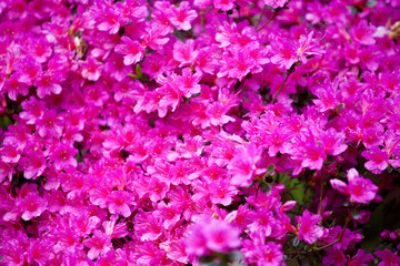 Bright magenta  rhododendron flowers (azalea flowers)