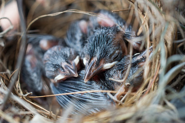 Naklejka na ściany i meble An unidentified species of babies birds sleeping in the nest, waiting for their mother.