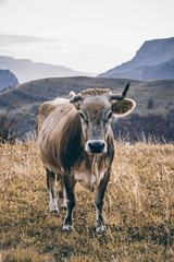 Cow in remote pasture in Bosnia mountains