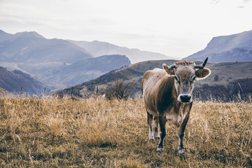 Happy cow grazing outdoor in autumn, Bosnia and Herzegovina