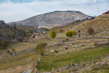 Traditional sheep pasture in remote village in Bosnia mountains