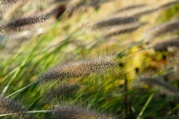 Beutiful Pennisetum alopecuroides - ornamental grass, fountain grass, selective focus.