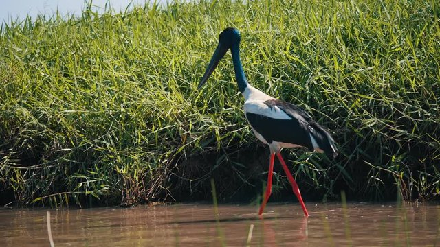 Jabiru bird walking in water