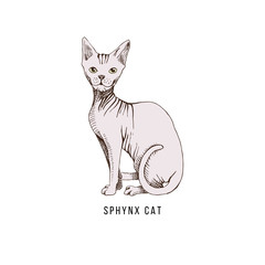 Cat of breed sphynx