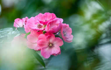 秋の花といえばシュウメイギク