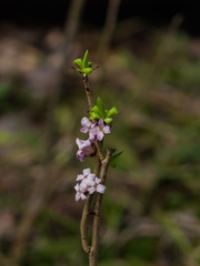 Spurge laurel or Daphne mezereum poisonous plant bloom close-up with bokeh background, selective...