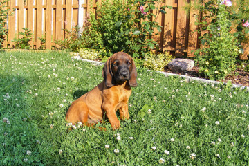 Bavarian Mountain Hound puppy dog is sitting in the grass