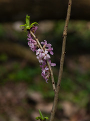 Spurge laurel or Daphne mezereum poisonous plant bloom close-up with bokeh background, selective focus, shallow DOF