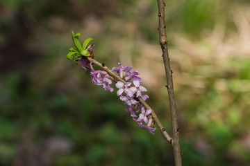 Spurge laurel or Daphne mezereum poisonous plant bloom close-up with bokeh background, selective...