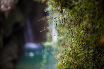 Drops of water flow down from the green rocky plants. Waterfall dripping on vines on stones, drops close-up