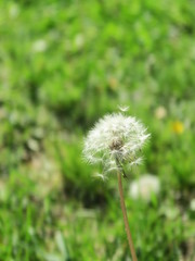 Dandelion Close-up