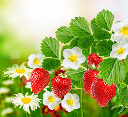 summer tasty strawberries