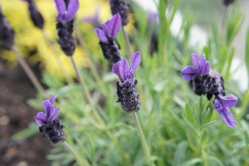 Lavender flowers in bloom in summer