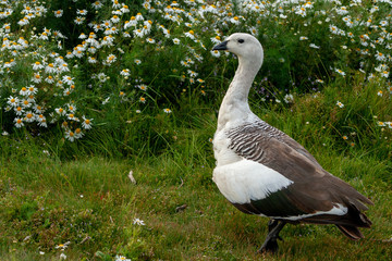 Male Upland goose or Magellan Goose (Chloephaga picta) in Chile, South America