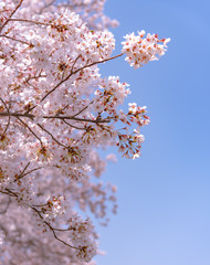 Cherry blossom in spring season at Tokyo, Japan. Cherry blossoms will start blooming around the late March in Tokyo, Many visitors to Japan choose to travel in cherry blossom season.