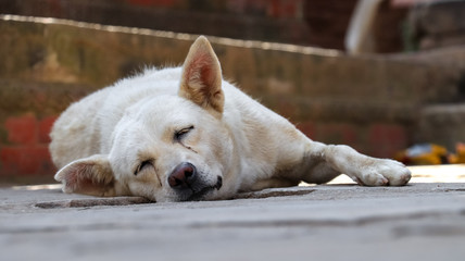 Obraz premium Sleeping white stray dog