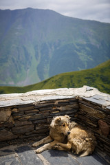 A stray dog sits in a corner against the wall in the bright light against the mountains. Large light stray dog in nature