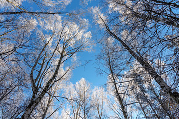 Winter background. You can see the blue sky through the tops of the trees. The crowns of birch trees are covered with frost in the winter against the blue sky. Horizontal frame, copy space
