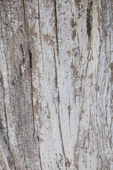 Obraz premium texture of old wood