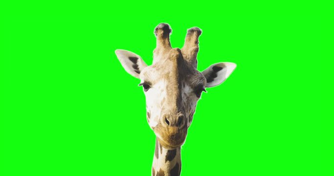 A curious giraffe looking at the camera on green screen.