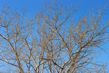 Fototapeta na wymiar Tree branches without leaves on a Sunny day against a blue sky. November.Late autumn. .