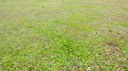 background texture of green grass in football field