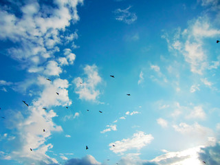 early birds flying in the sky