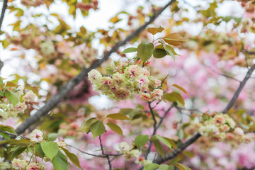 Sakura. Cherry blossoms japan. Pink spring blossom background.
