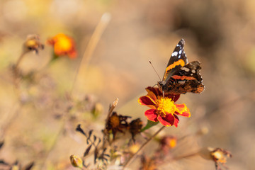 Monarch butterfly on marigold flower.
