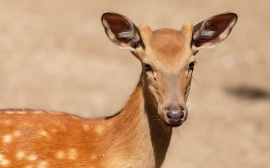 Portrait of a young deer in the park