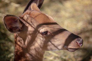 Fototapeta premium Portrait of a young deer in the park
