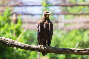 Portrait of an eagle in the zoo