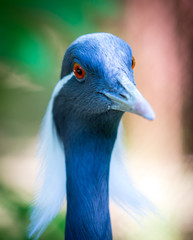 Portrait of a blue heron in the park