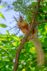 Naklejka na ściany i meble Squirrel on the branches of a tree in nature