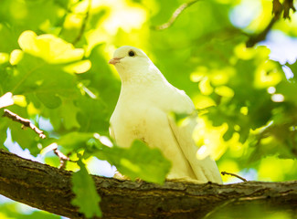 A dove sits on a tree branch in summer