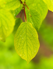 Beautiful green leaves on a tree branch