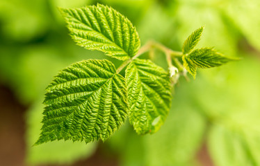 Beautiful green leaves on raspberries in nature