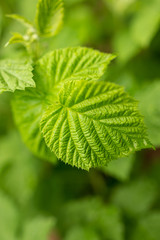 Beautiful green leaves on raspberries in nature