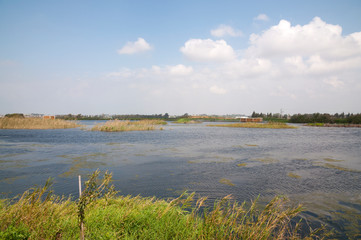 Park, pasture, wild lake in nature