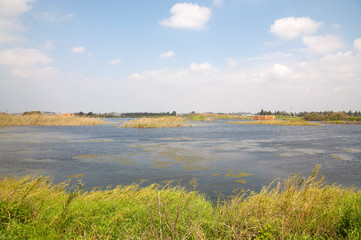 Park, pasture, wild lake in nature