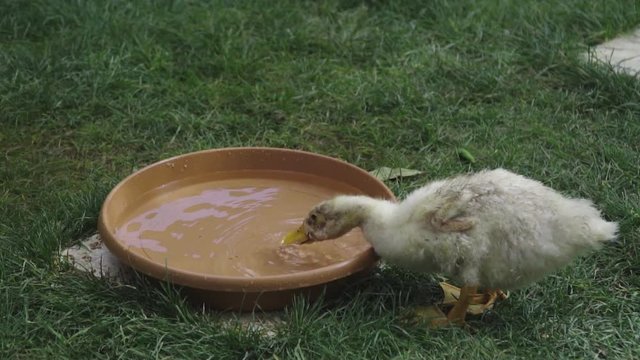 baby duck is dirking water