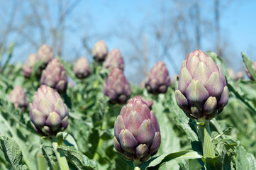 Obraz premium Organic Artichoke